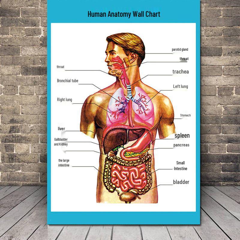 Cilvēka elpošanas orgānu un žultspūšļa anatomijas