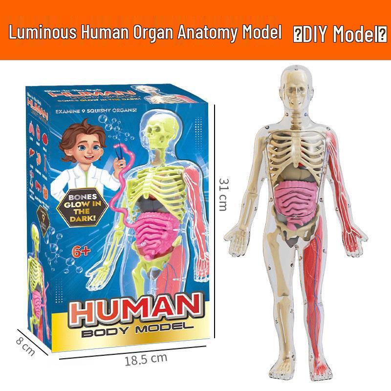 Children's Educational Human Anatomy Model - Skeleton & Organ Structure Toy for Medical Teaching