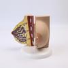 Breast Feeding Model for Nursing Training Teaching Aid Classroom Props