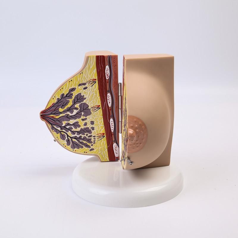 Breast Feeding Model for Nursing Training Teaching Aid Classroom Props