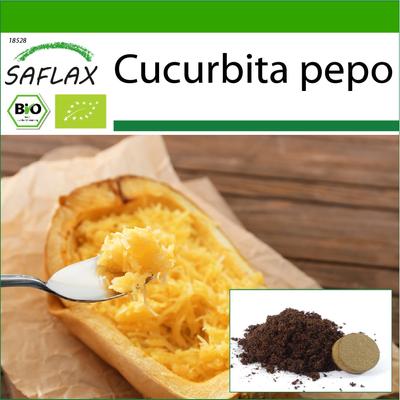 Biologico - Zucca - Spaghetti - 5 semi - Con substrato in vaso per una migliore coltivazione - Cucurbita pepo