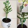 Garden Flower Support Stakes Plant Support Stake For Single Stem Plant Plant Cage Rings