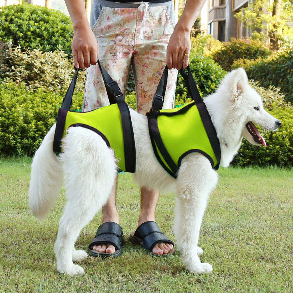 dog harness carrier