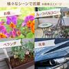 Iris Ohyama Handy Horse Reel Green 130601