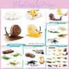 Insect Snails Dragonflies Lifecycle Pvc Model Science Education Display For Kids