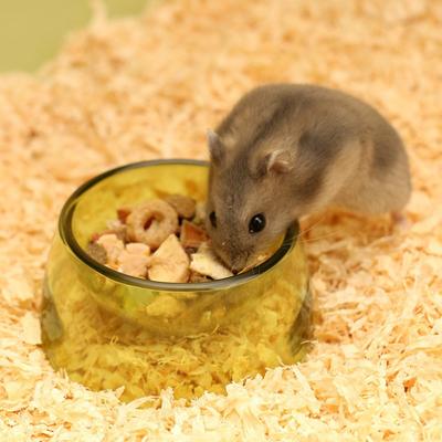 Transparent Hamster Water Bowl Plastic Rat Food Water Dish New Hamster Food Basin Pet Feeding
