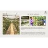 Indonesian A-Grade Vanilla Beans 3-Pack for Baking & Homemade Extracts
