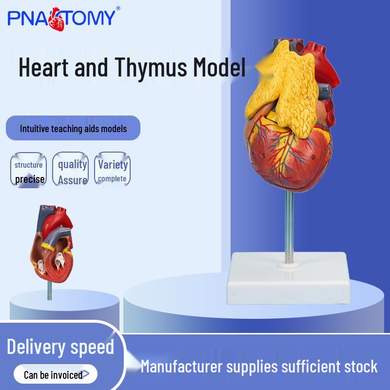3-Part Detachable Heart and Thymus Teaching Model: PNT-0401 1:1 Scale