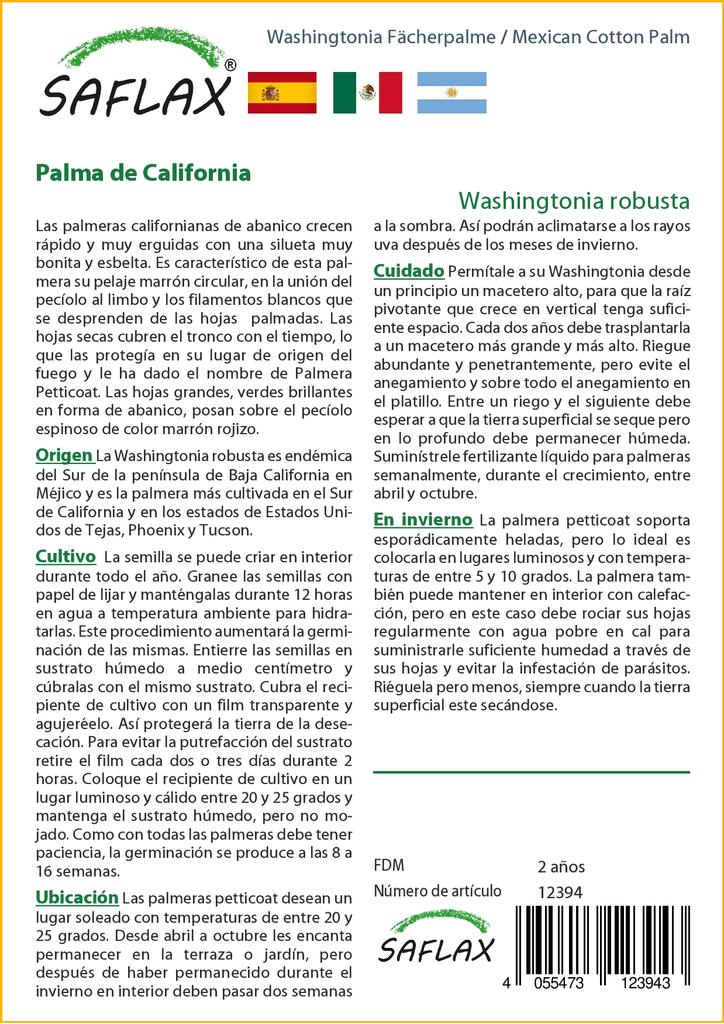 SAFLAX Mexikói gyapotpálma - 12 mag - cserepes szubsztrátummal a jobb termesztés érdekében - Washingtonia robusta