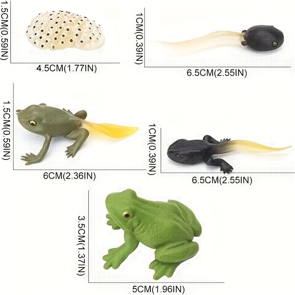 Simulation Animal Model Insect Growth Cycle Model Set, Suitable For Home Decoration, Desktop Ornaments, Children'S Cognition