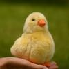 13cm Realistic Yellow Baby Chick Plush Toy Soft Lifelike Stuffed Animal Chicken Plushies Cuddly Doll Birthday Gift Room Decor