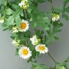 Nordic Style Artificial Flower Vine Elegant Hanging Daisy Pendant False Flower Vine  Wedding