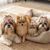 24Pcs Small Size Dog Hair Bows Elastic Rubber Band Dog Bow Hair Ties  Pet Daily Decoration