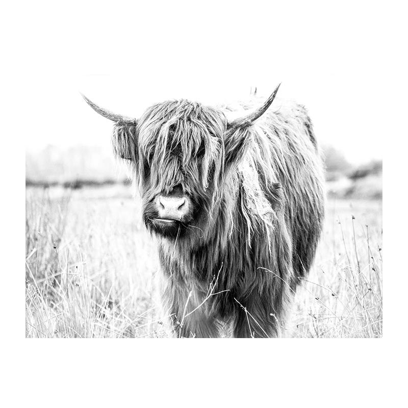 

Черно-белая фотография Highland Cow, современное настенное искусство, холст с принтом, постер с изображением сельскохозяйственных животных для гостиной, домашний декор, Cuadros 50x70cm No Framed