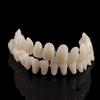 28 Pcs Resin Denture False Teeth Make Your Own Dental Training Models  Dental Supply Accessory