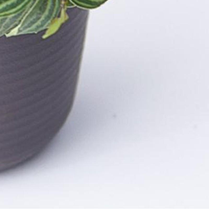 10Pcs Orchid Cultivate Park Root Nursery Pots Automatic Fertilizer Pot Box Fertilizer Box for Flower Pots Bonsai Orchid China Mainland