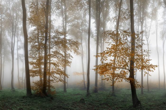Photomural Forest In Fog Smooth Vinyl 180x120
