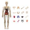 DIY Mannequin Science Cognitive Puzzle Toy Transparent Kid Skeleton Model  Birthday Kids Gift