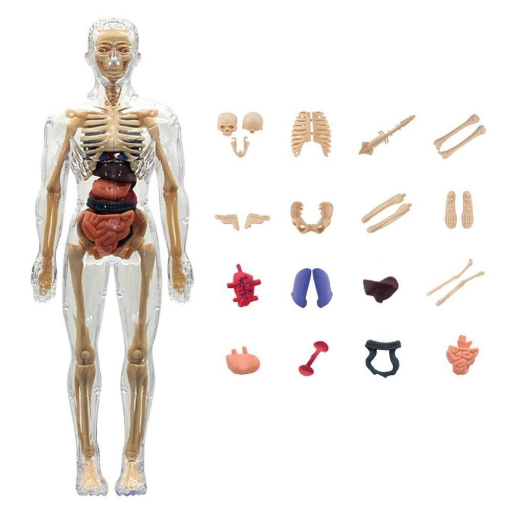 DIY Mannequin Science Cognitive Puzzle Toy Transparent Kid Skeleton Model Birthday Kids Gift