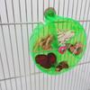 5 Compartments Birds Foraging Wheels Acrylic Parrot Puzzle Feeder Birds Grid Food Box  Cockatiel
