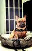 Daisy Black Quilted Bed 80