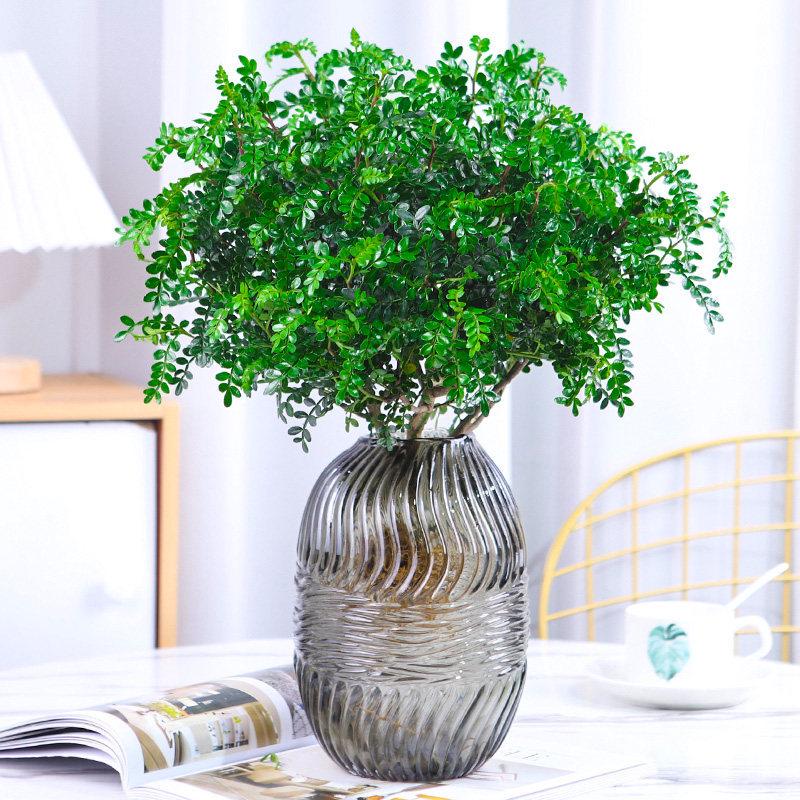 Hydroponic Fragrant Wood Indoor Plant | Insect & Mosquito Repellent | Evergreen Year-Round Desktop Decor