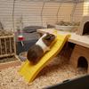 Interactive Hedgehog Ladder Colorful Guinea Pigs Bridge Guinea Puzzle Toy  Pet Exercise