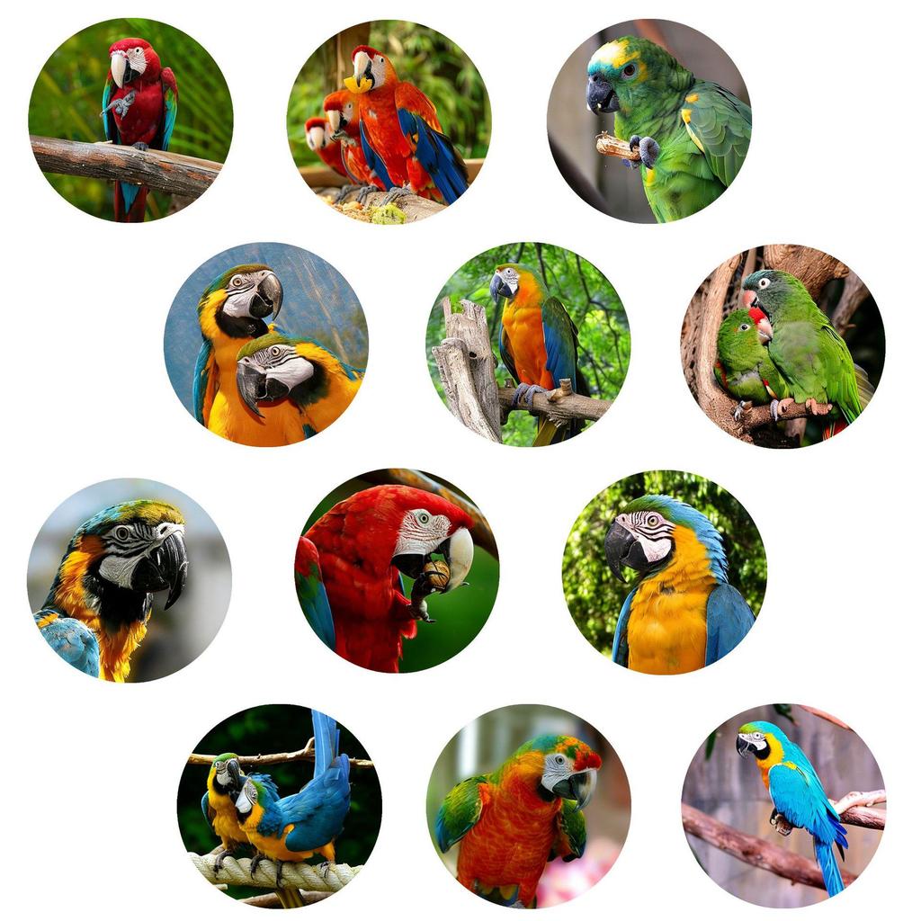 Colorful Parrot Magnetic Refrigerator Sticker - Educational Decor Gift for Children
