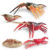 Simulation Of Marine Animal Crayfish Growth Cycle Model Crayfish Growth Process Ornament Toy