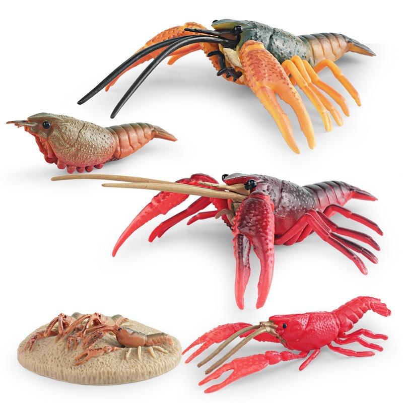 Simulation Of Marine Animal Crayfish Growth Cycle Model Crayfish Growth Process Ornament Toy