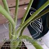 Acrylic Plastic Clamp For Monstera Plant Home Potted Plant Fixing Shape Clips Plant Support Cage Flower Upward Growing Rack