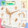 Drawing Male Female Model with Stand by Professional Manga for Manga and Muscle Drawing Sketch Drawing Art Educational Male Doll, 30-Jointed, &