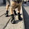 4PCS Adjustable Straps Dog Paw Protection Waterproof Elastic Dog Booties  All Seasons
