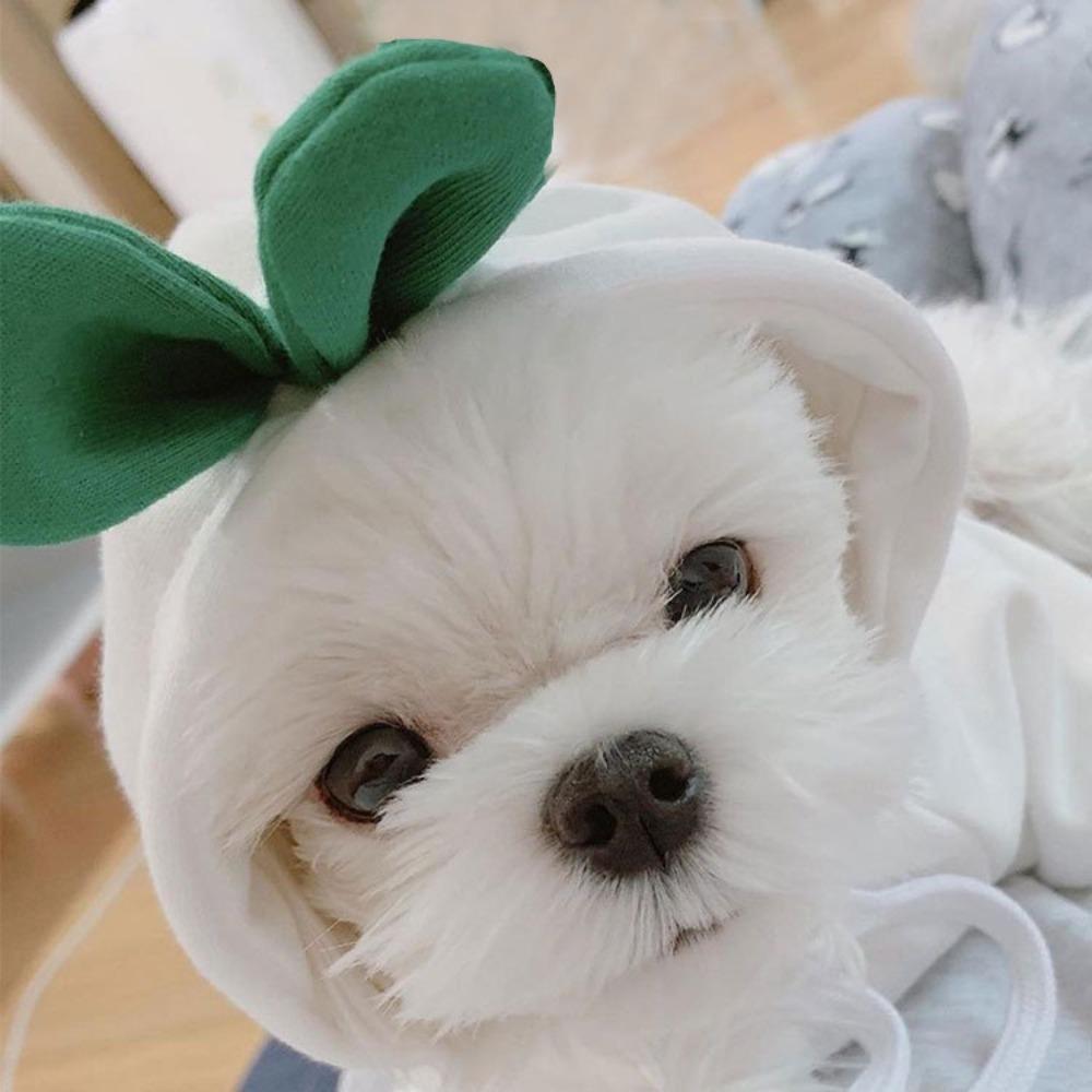 New cat pet clothes autumn and winter puppy dog teddy cat velvet hooded dog sweater supplies thickened and warm