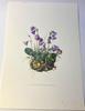 [USED] Natural History Encyclopedia 1958 (Germany) Botanical illustrations, 6 pieces of botanical art