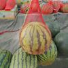 100Pcs Garden Cucumbers Growing Storage Mesh Net Vegetable Bags Hanging Watermelon Grow Net Bags Reusable Cantaloupes Mesh Net