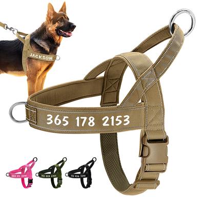Köpek – Köpek Tasmaları ve Tasma Kayışları