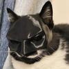1pcs Pet Cat Mask Cat Decorative Mask Funny Cat Cosplay Mask Pet Accessory Cat Face Mask for Pet Decoration