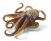 Schleich Wildlife Giant Octopus Figure 16085
