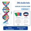 DNA Double Helix Model Kit for Biology Education - DIY Science Toy for Middle & High School Students