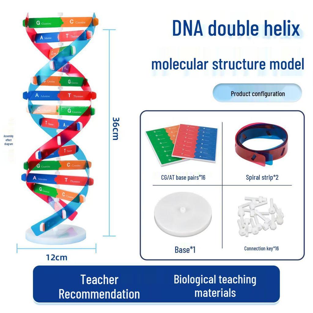 DNA Double Helix Model Kit for Biology Education - DIY Science Toy for Middle & High School Students