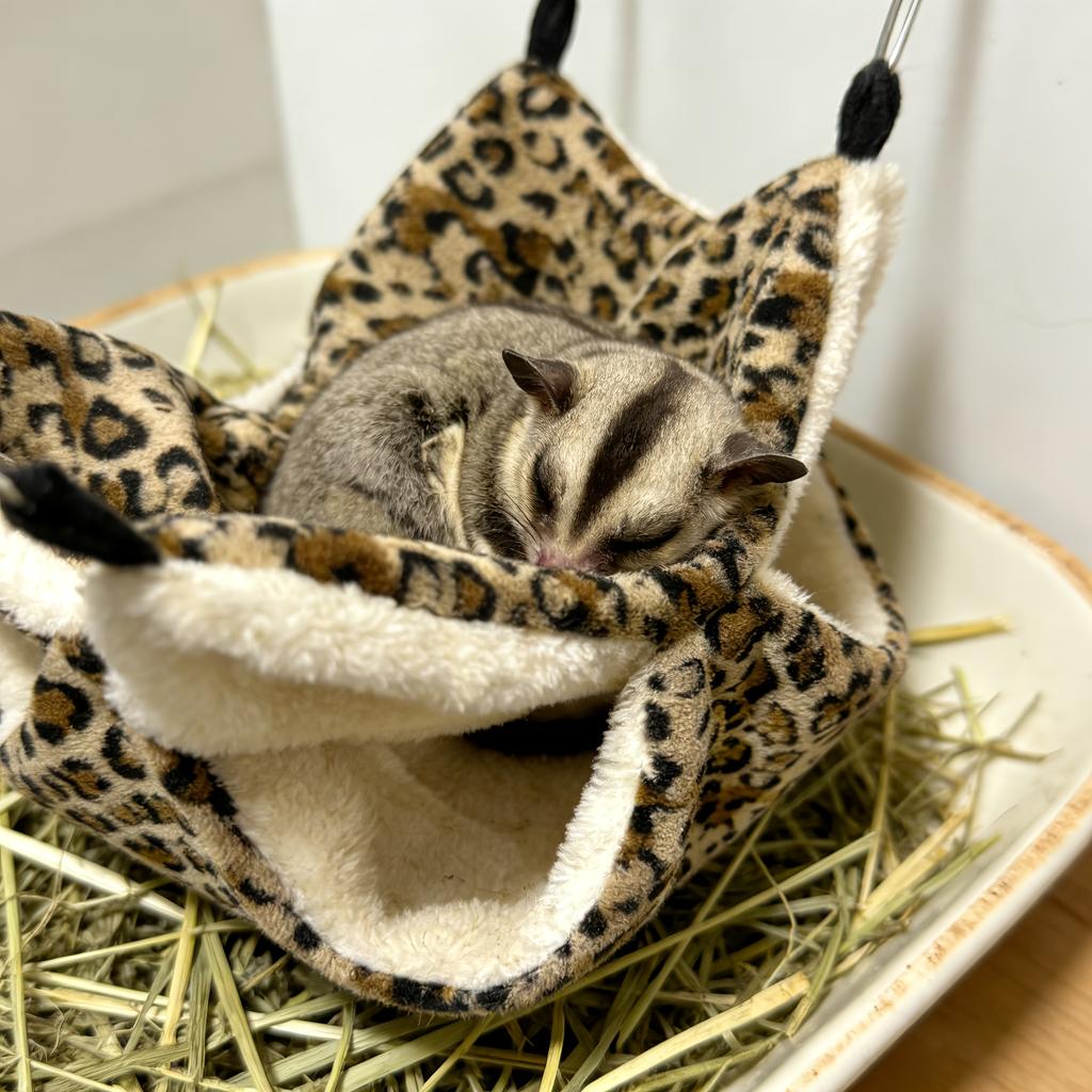 1 st Sockerglidare Bo Hängande Litet Husdjur Sovbo Sovpåse Hängande Bo Hamster Hängmatta Blompiggsvin Sovbo Marsvin Gömställe