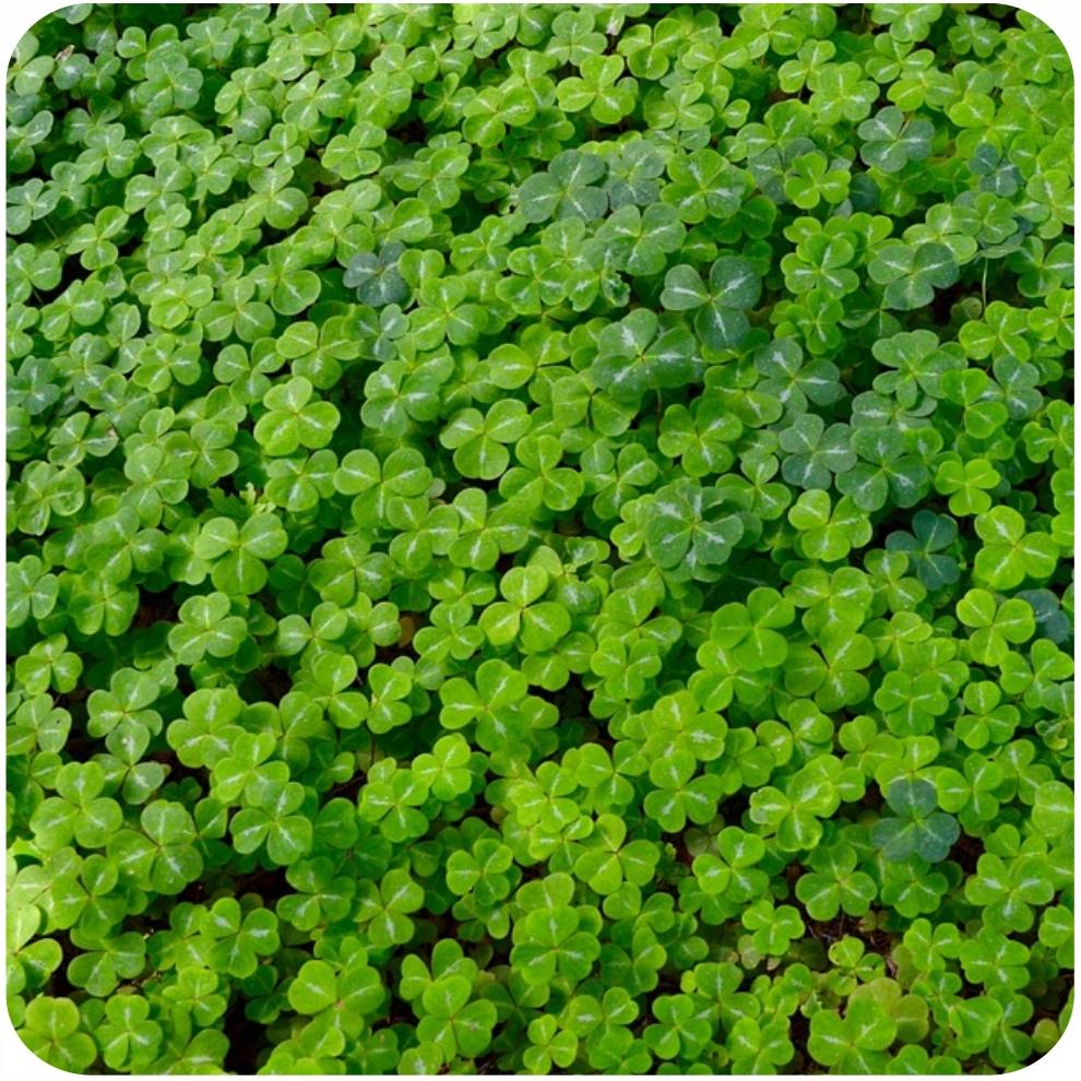 Arpon Mikrokoniczyna Abercrest F1 500G