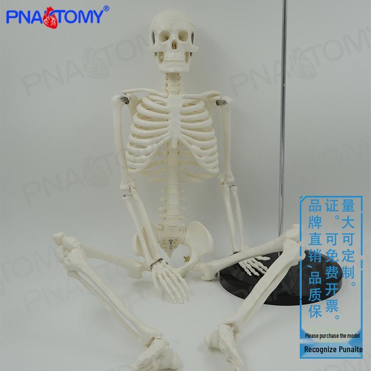 85cm Movable Full-Body Skeleton Model for Yoga, Osteopathy, and Orthopedics 85cm