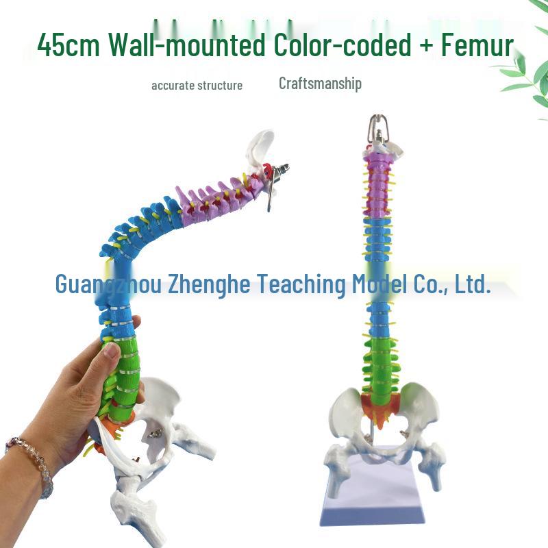 Orthopedic 45CM Human Spine Model with Colored Vertebrae, Thoracic Vertebrae & Pelvis 45CM