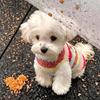 Dog fleece clothes autumn and winter rainbow candy striped than bear cat teddy small dog warm pet vest