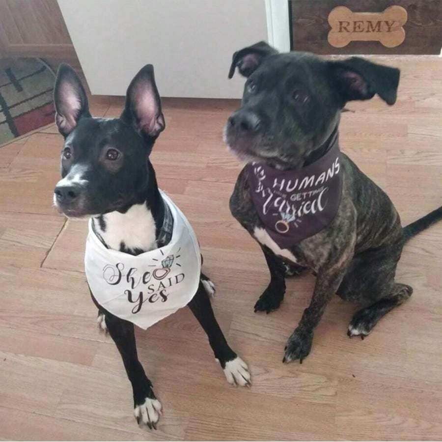 1pcs My Humans Are Getting Married She Said Yes Dog Bandana Set For Wedding Engagement Announcement Photo Props Bridal Shower Dog Wedding