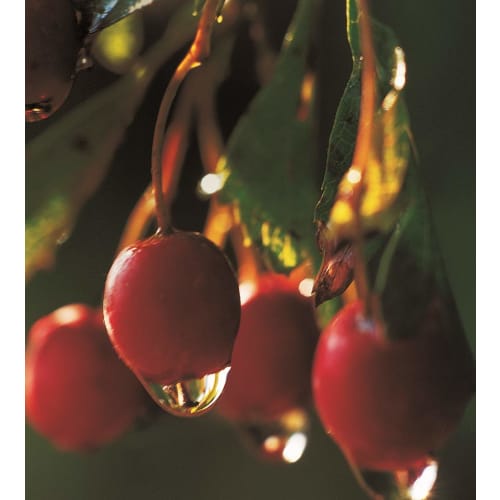 NEAL'S YARD REMEDIES Wild Rose Hand Cream 50ml (x 1)