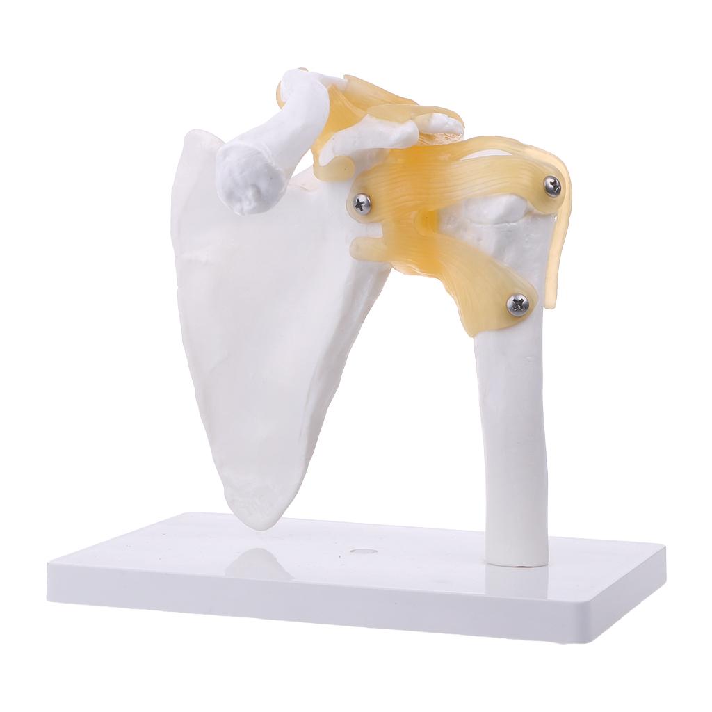 

Скелет плеча для обучения, 19см/11см