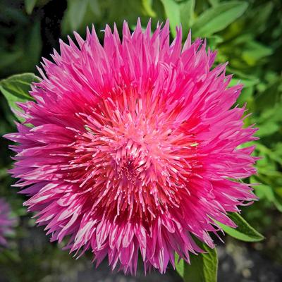 Imperiale Kornblumenkernmischung 1g -